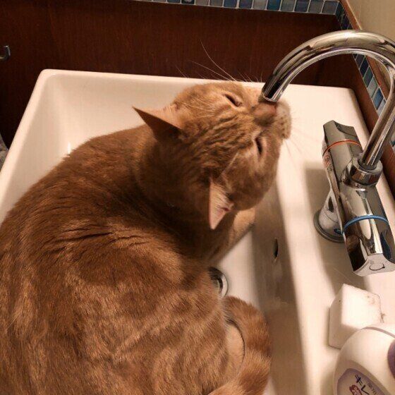 水を飲みたがるアメリカンショートヘア