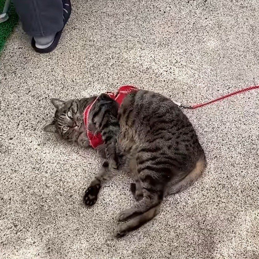 喜んでいるクロちゃん