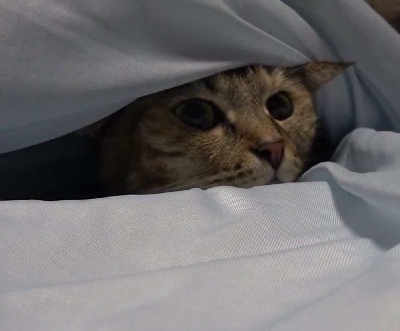 猫とパパの浮気現場 パパが大好きすぎる猫にママはちょっとヤキモチ ねこのきもちweb Magazine 猫とパパの浮気現場 パパが大好きすぎる猫にママはちょっとヤキモチ ねこのきもちweb Magazine