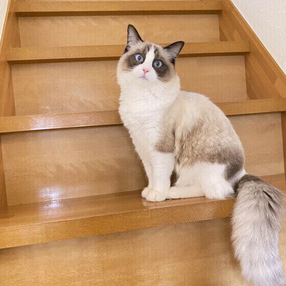 ラグドールのちぇるちゃん♪