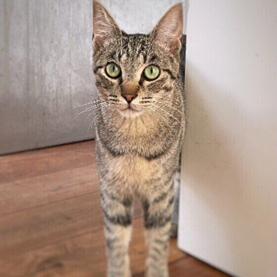 キジトラ猫のねこまるちゃん