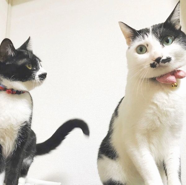 おヒゲがチャームポイントの元保護猫・ランちゃんとレイちゃん