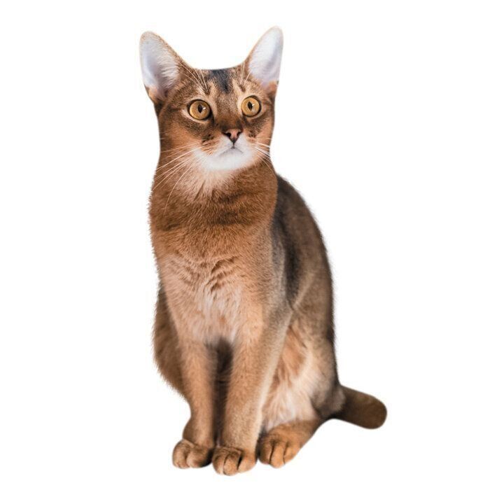 鈴の音のようなアビシニアンの鳴き声