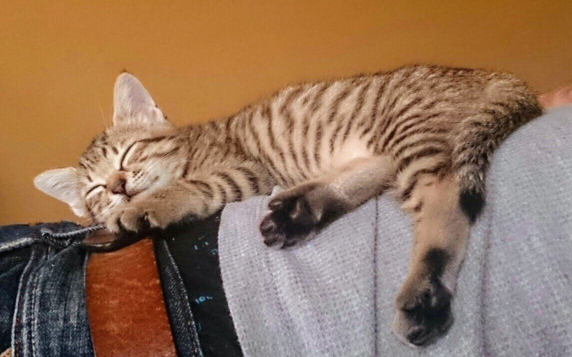 ねこのきもちWEB MAGAZINE ねこの日企画「MEN'S CAT」