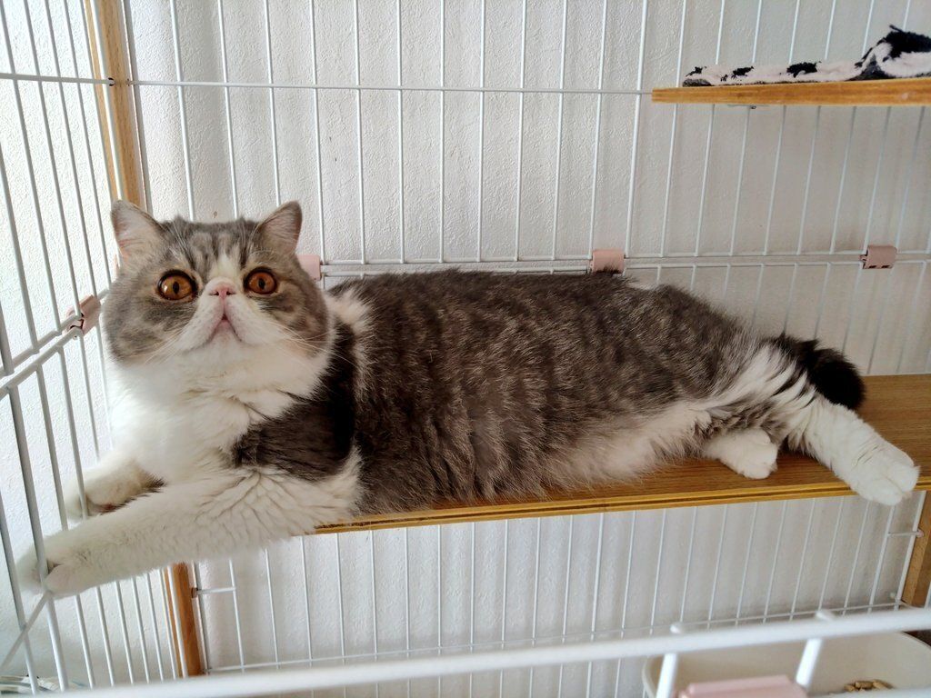 ケージの中に座るエキゾチックショートヘア