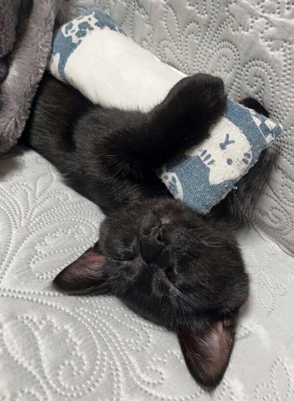 枕を抱きしめて眠るうにくん