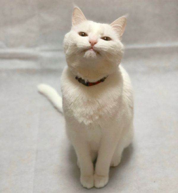 ポーズをキメるハク様