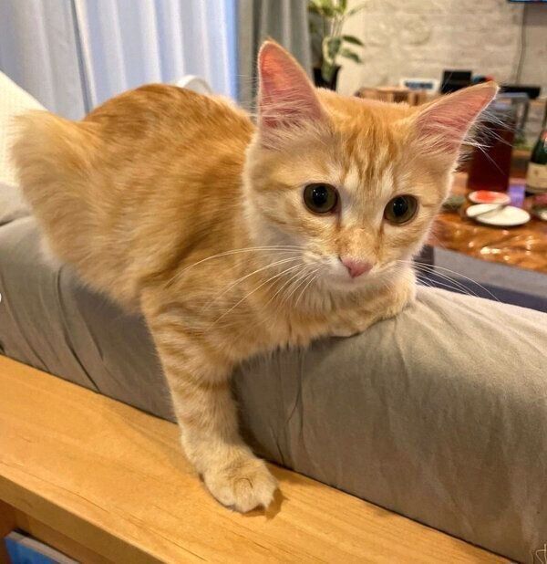 くつろぐもちゃこちゃん