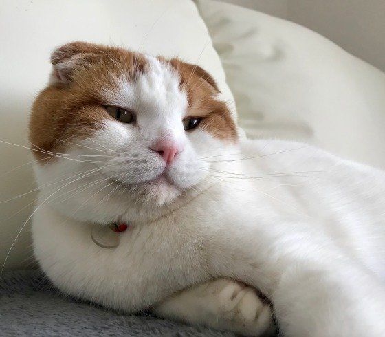 スコティッシュフォールドのまるくん