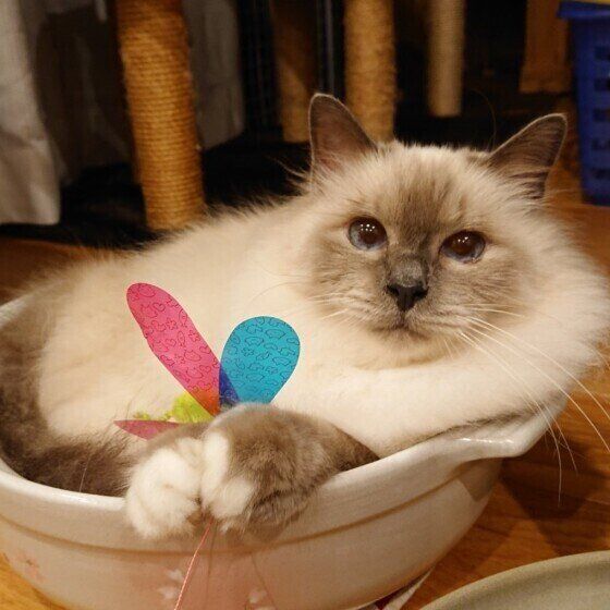 土鍋に入っているバーマン