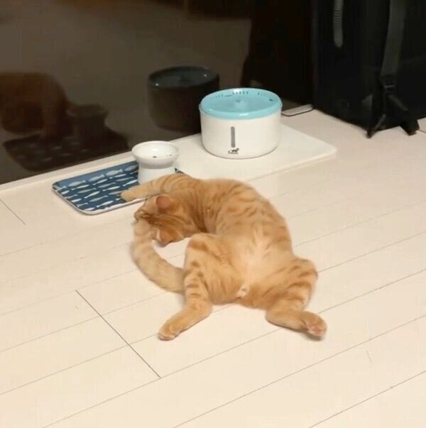 ダラダラしながら遊ぶサクくん