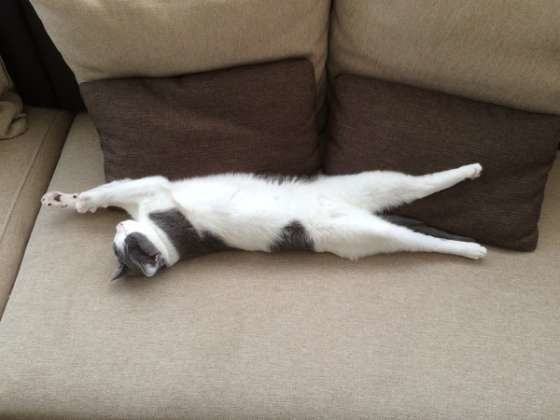 きれいな姿勢で寝るMIXグレーの瑠依