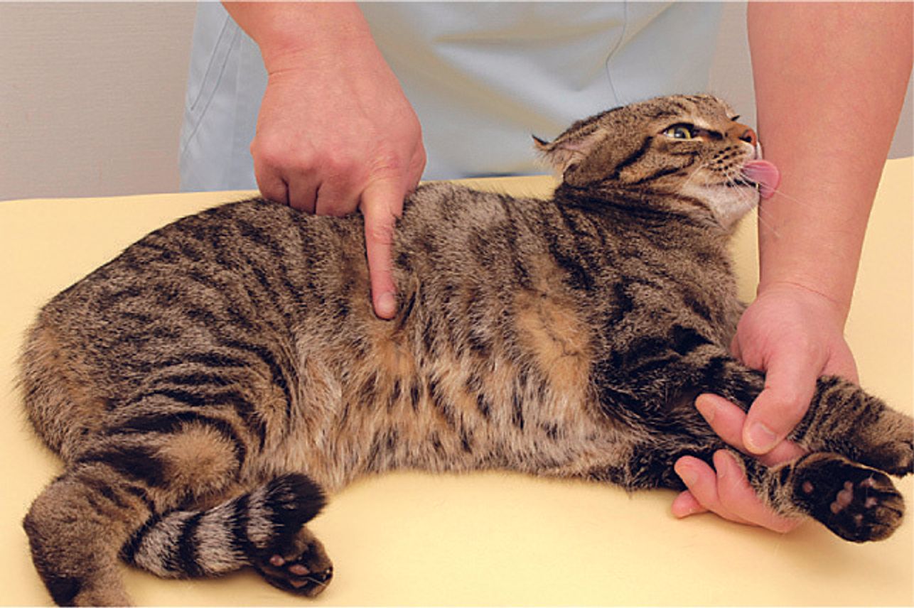 猫のケガ 事故 病気のときの緊急対策 誤食 けいれん 熱中症 脱走など ねこのきもちweb Magazine