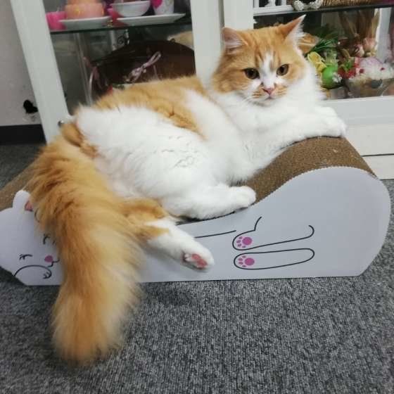 くつろぐラガマフィン