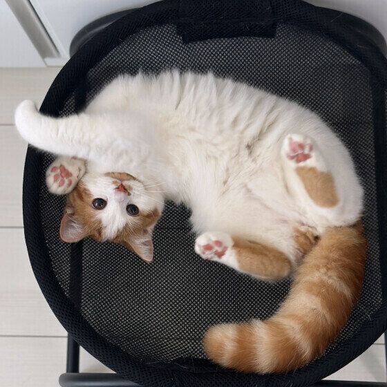 マンチカンのニコちゃん  