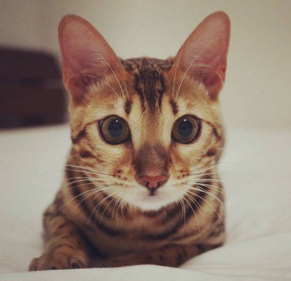 カーテンの後ろから監視する猫