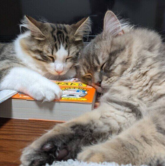 サイベリアンのテンちゃんたち