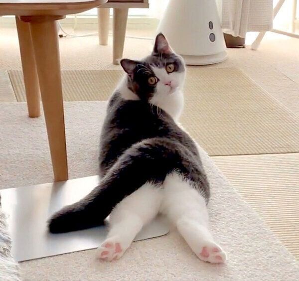 くつろぐおもちちゃん