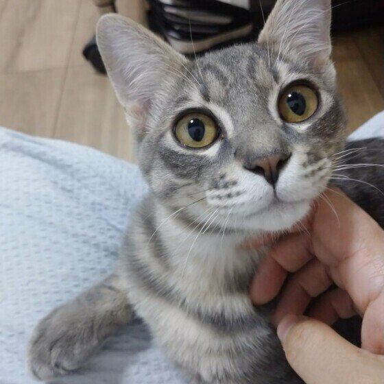 甘えるサバトラ