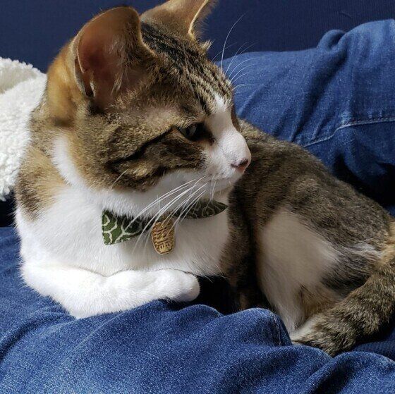 Mix（キジトラ）の諭吉くん♪