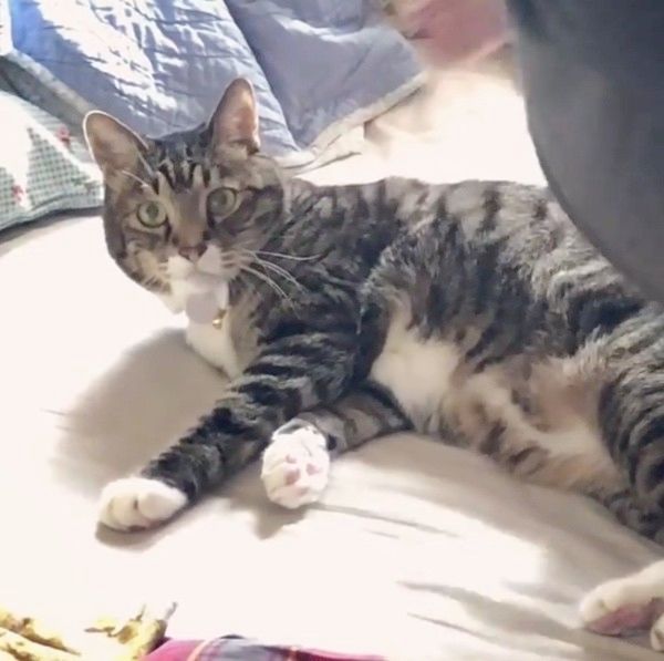 ベッドの上でまったりする猫