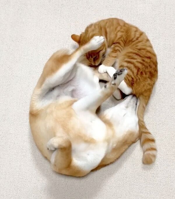 仲良くじゃれ合うりんくんとぷくちゃん