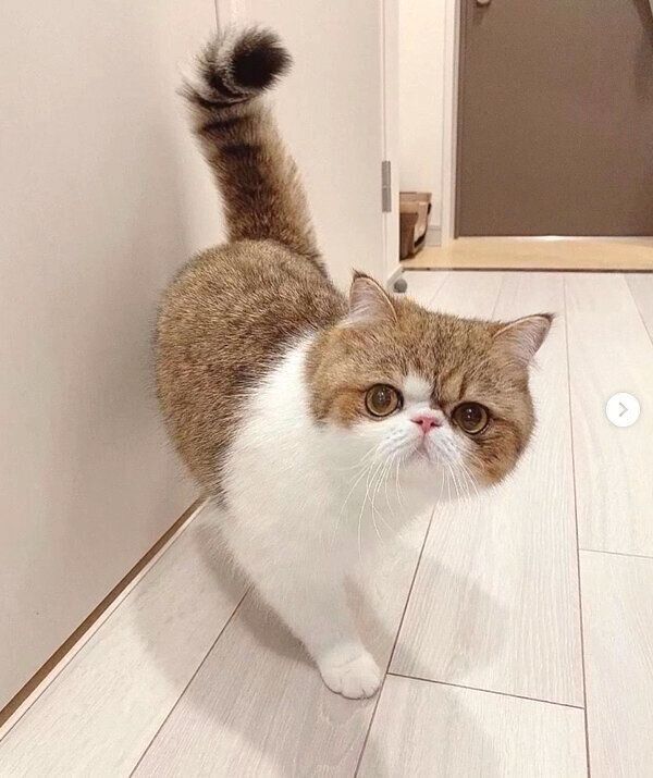 しっぽをピンとするよもぎくん