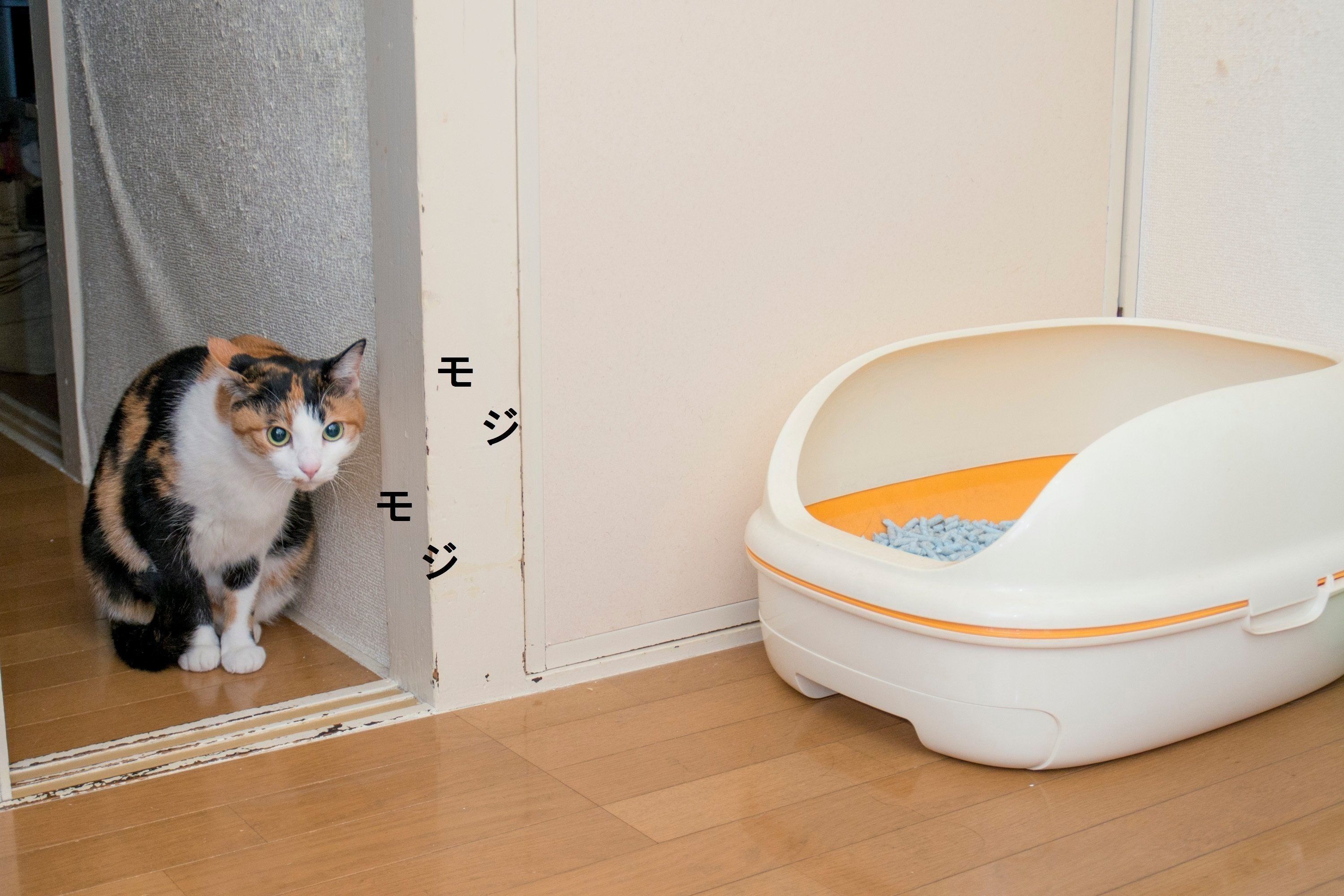 撮影／中川文作