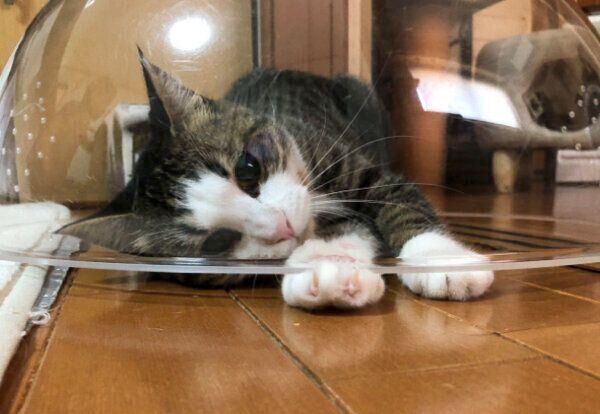 くつろぐオデコちゃん