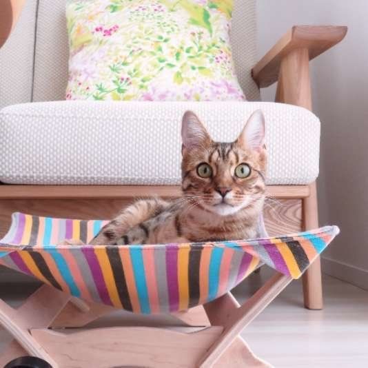 ハクちゃん　ベンガル