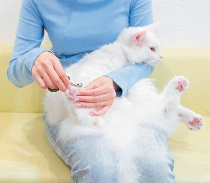 後ろ足の爪切り