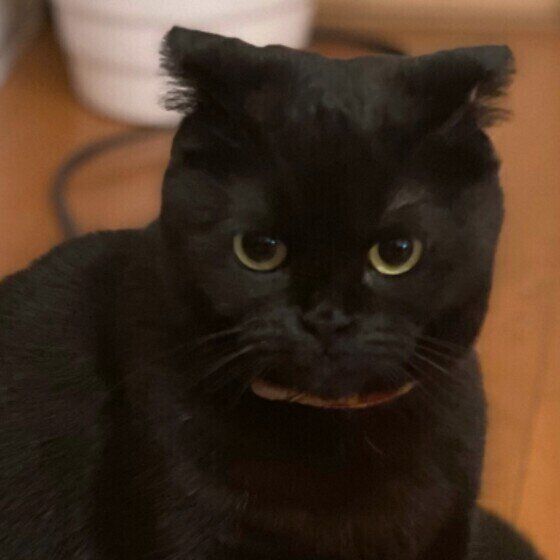 見つめるスコティッシュフォールド