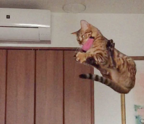 ジャンプする猫