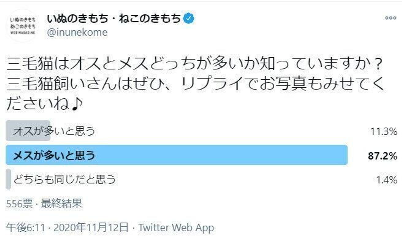 オスとメスどちらが多いか知ってる 三毛猫の毛柄の秘密 ねこのきもちweb Magazine オスとメスどちらが多いか知ってる 三毛猫の毛柄の秘密 ねこのきもちweb Magazine