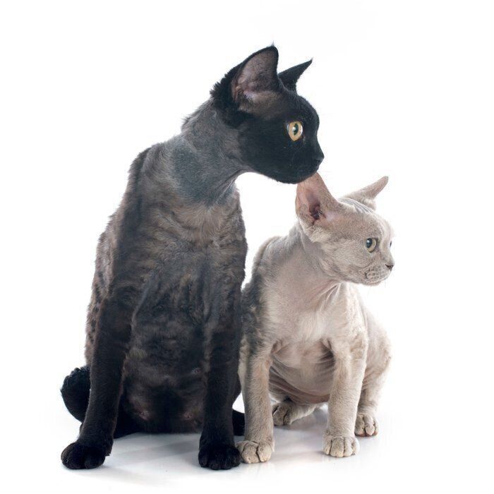 デボンレックス