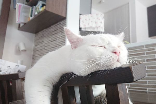 眠る猫
