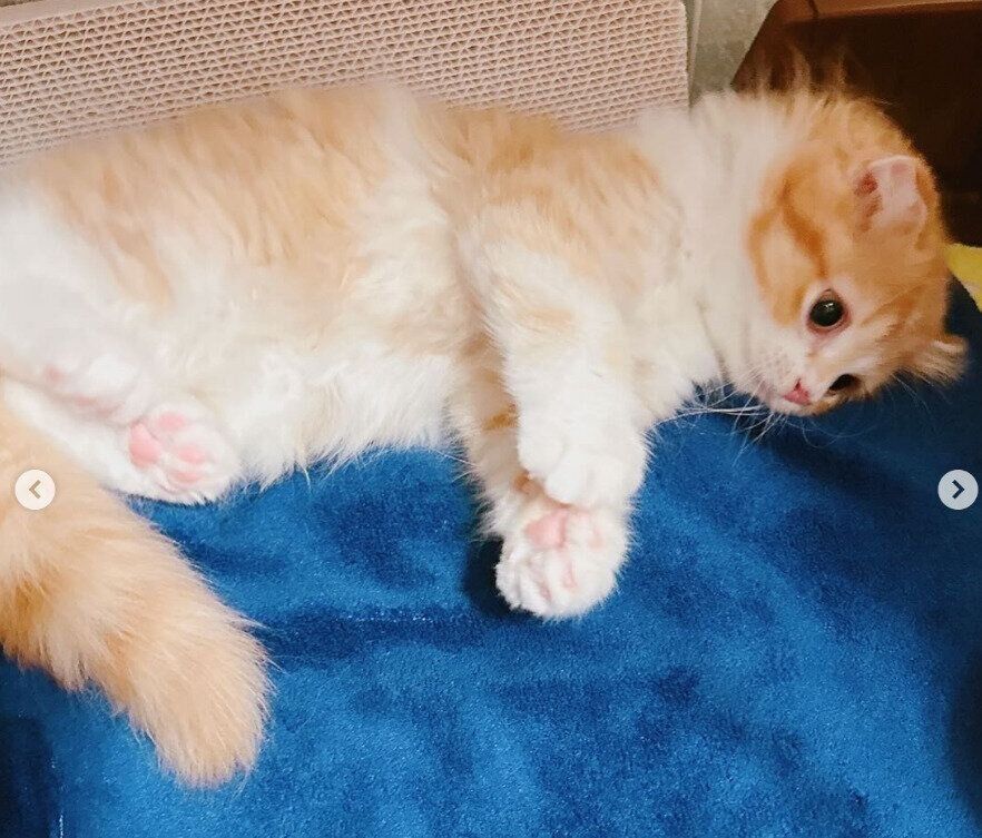 生後2カ月のスコティッシュフォールド