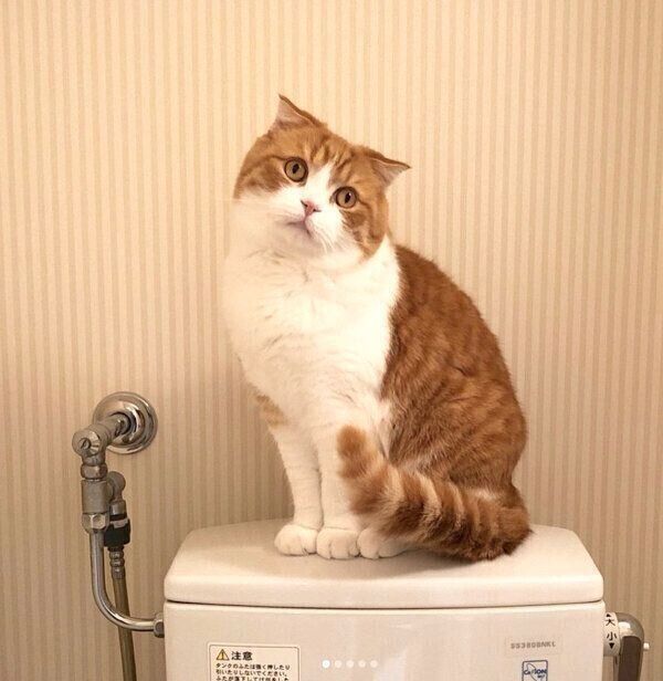 トイレのタンクの上に座るまーるくん