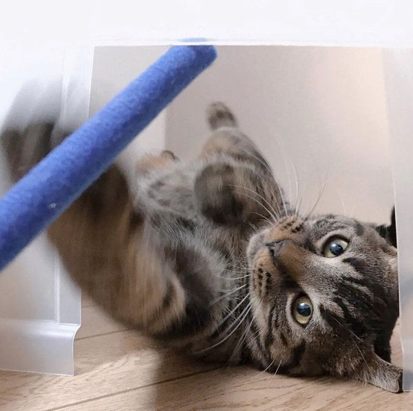 猫パンチするキジトラ