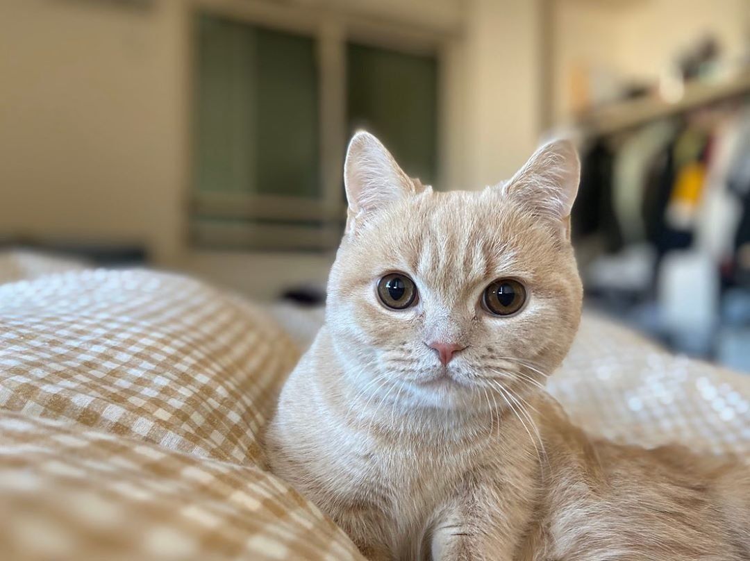 マンチカンのむぎちゃん