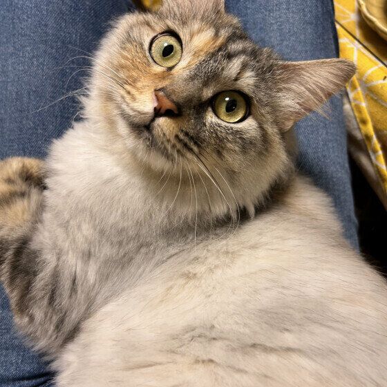 キジトラ猫のナツちゃん