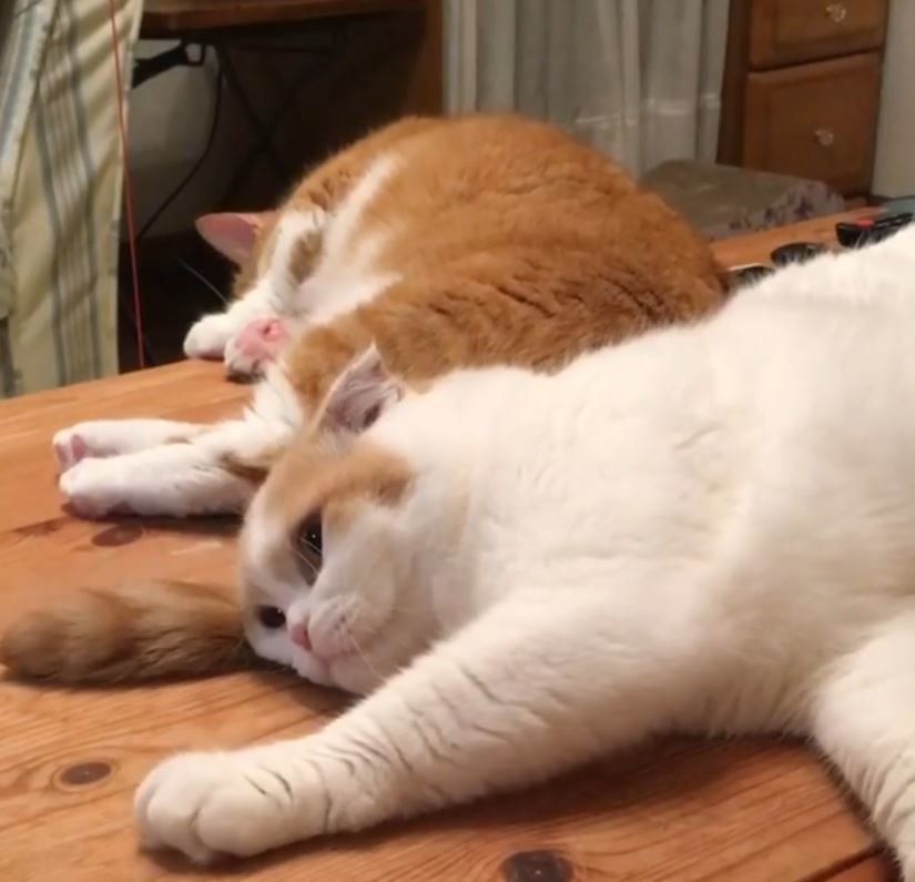 しっぽにじゃれるはなちゃん