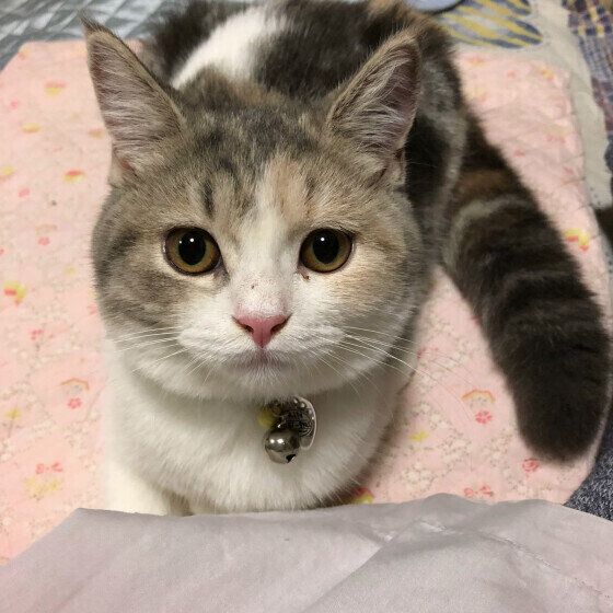 見つめる凛ちゃん（スコティッシュフォールド）