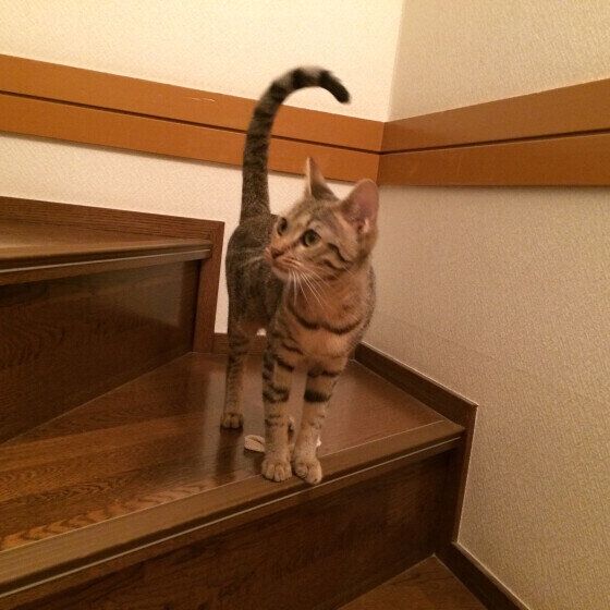 ミミちゃん  ベンガル