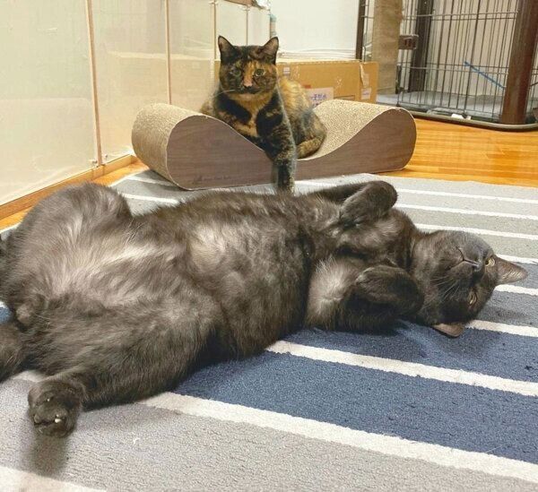 くつろぐぼたもちくん、くじらちゃん