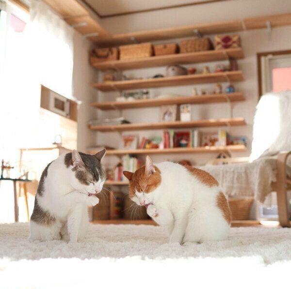 仲良しなアメリちゃん、カヌレくん