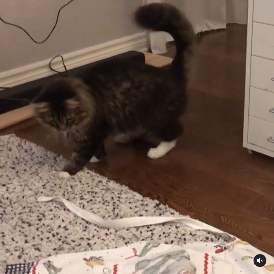 エプロンに手を伸ばす猫