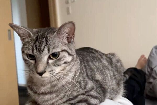 飼い主さんの上に乗るととまるくん