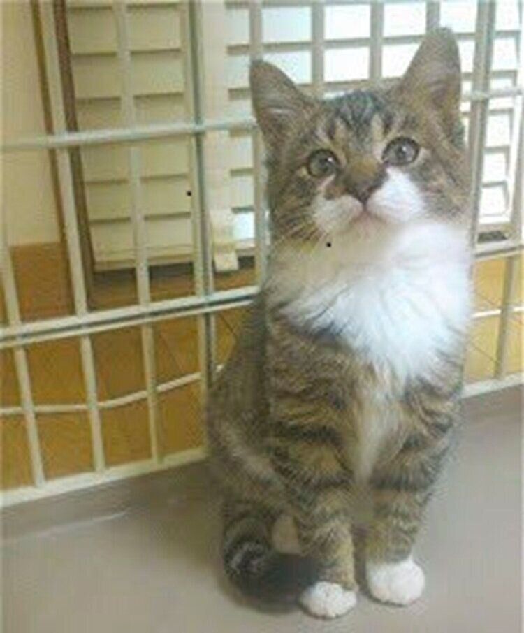 迎え入れ当時のぽんちょくん