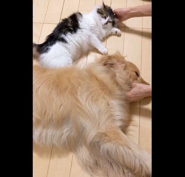 ナデナデを堪能するさんちゃん、まるくん